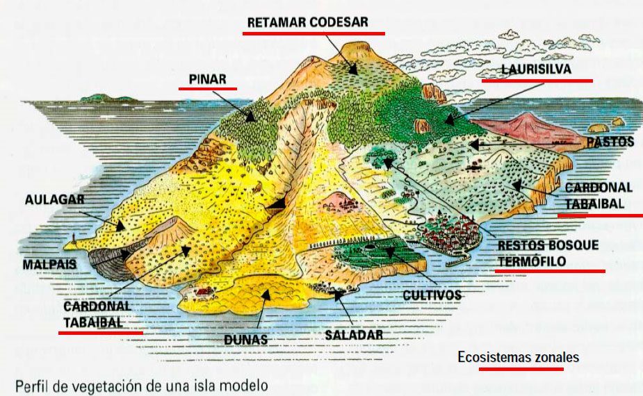 Perfil de vegetación de una isla modelo. Imagen de la web Flora de Canarias.