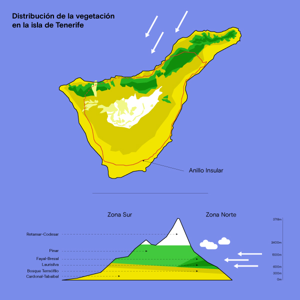 Distribución por pisos de vegetación en la isla de Tenerife y trazado actual del anillo insular. Adaptación elaborada por la OFIC en base a la infografía del Proyecto TSP (IECI-EFC) para el Gobierno de Canarias